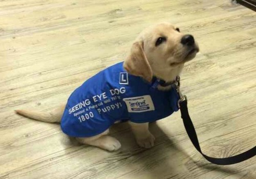yeatru:


awwww-cute:

A Seeing Eye Dog on his first day

he knows he’s gonna do such a good job
