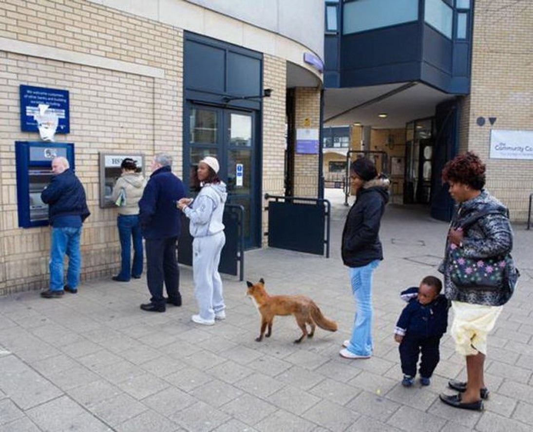shorm:

pigfacedlady:

vardaesque:

rheabekkahc:

What the hell is that fox doing?

probably making a withdrawal seeing as he’s in line at the atm

my favorite part about this picture is that people saw the fox there and just started queuing behind it

well yeah, cutting in line is rude
