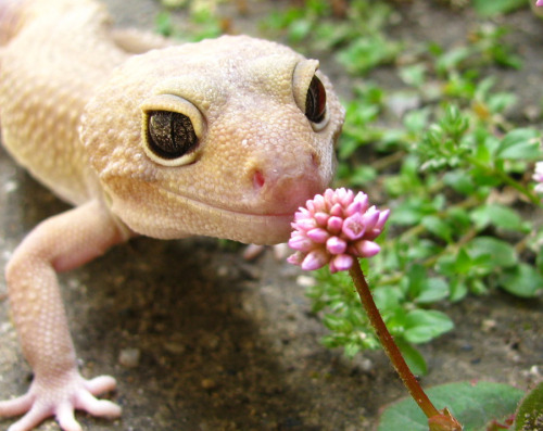 ftcreature:I’ve realized that leopard geckos look like Disney characters.