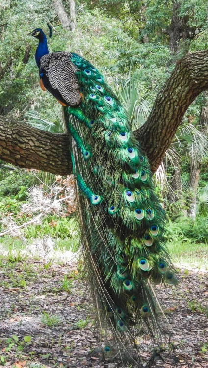 harvestheart:Roosting Peacock 