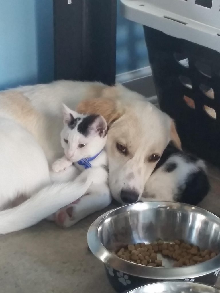 cute-overload:

Best friends at the ASPCA so I couldn’t leave one behind!http://cute-overload.tumblr.com
source: http://imgur.com/r/aww/VFAR07K