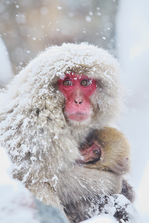 wonderous-world:

Snow Monkey by Masashi
