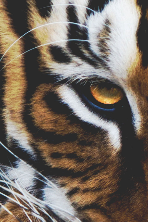 wearevanity:

Eye of the Tiger | WAV
