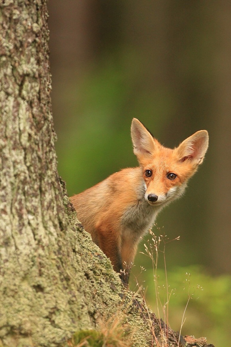 thacrazyanimal:

beautiful-wildlife:

Fox by Helena Kuchynková

thacrazyanimal
