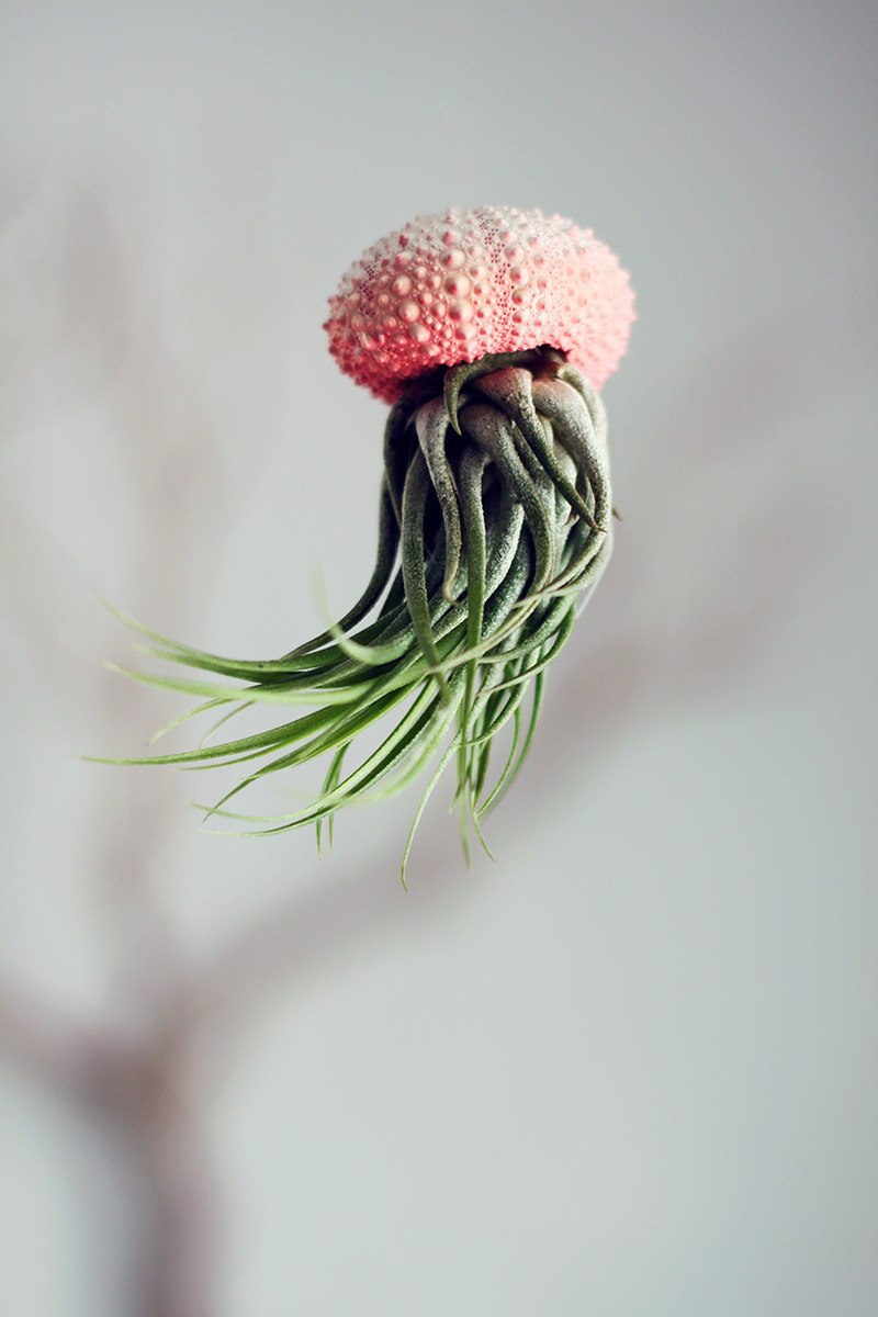 fer1972:Air Jellyfish Plants by Cathy Van Hoang 