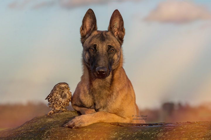 mymodernmet:

Dogs may be man’s best friend, but Ingo the shepherd dog’s special buddy is Poldi, a little owl who loves to pose for pictures and cozy up to his canine pal. Germany-based animal photographer and collage artist Tanja Brandt documents their unlikely friendship in heartwarming portraits that show the closeness of their bond. 