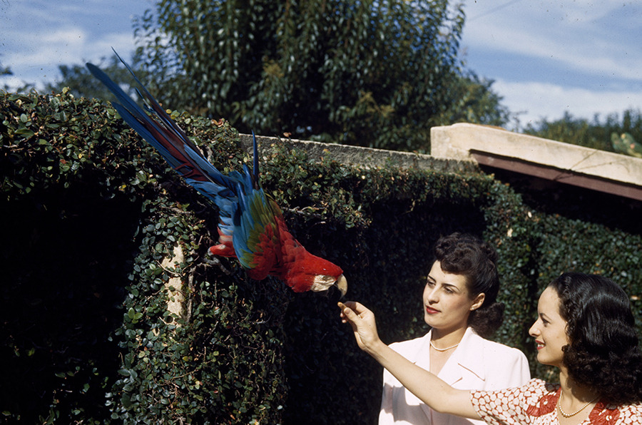 Two women give food to a red and green macaw in a city garden in Brazil, 1944.Photograph by W. Robert Moore, National Geographic Creative