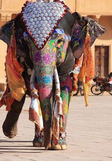  Elephant in India 