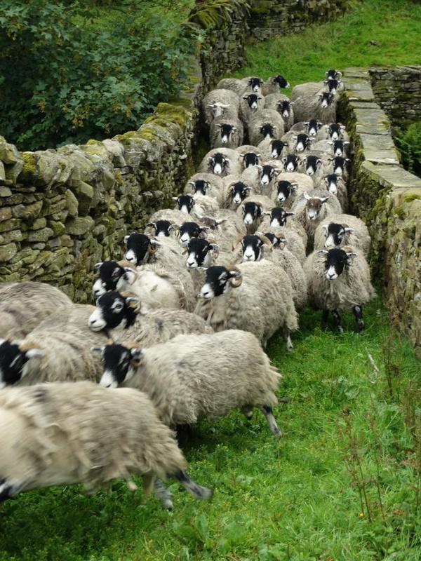 pagewoman:

Swaledale Sheep, Ravenseat, Swaledale, North Yorkshire, Englandby Amanda Owen