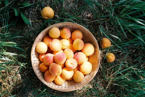 arunaea:apricot harvest (by mitošinkovie)