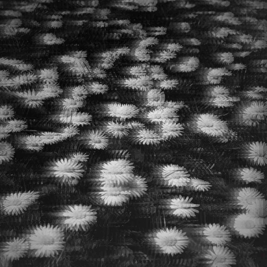 Black And White Flowers Tumblr
