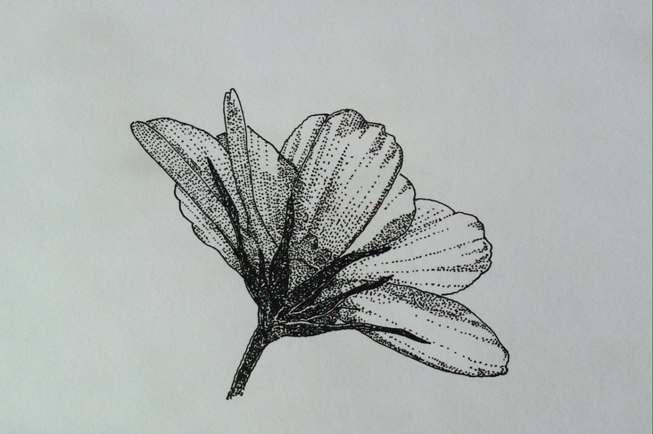 Transparent Flower Drawing Tumblr