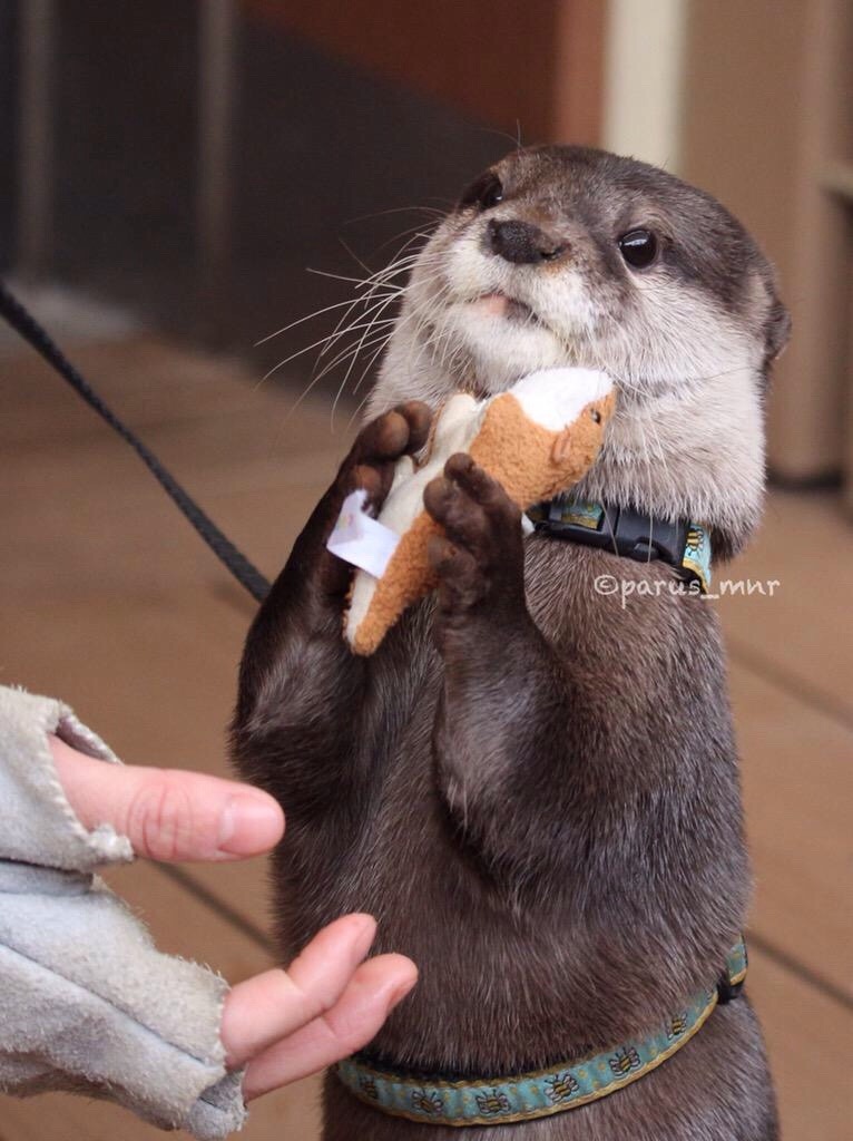 otter with stuffed animal