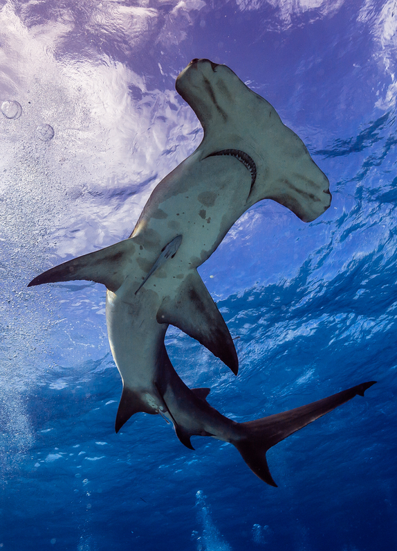 cutie-sharks:

thelovelyseas:

Floating

Great Hammerhead. Bimini, Bahamas by Carlos Grillo



Cutie hammerhead and a tiny remora. =D
