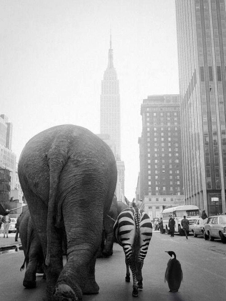 Otto Bettmann: NYC. Noah’s Ark crew strolling through the streets of Manhattan, 1968.