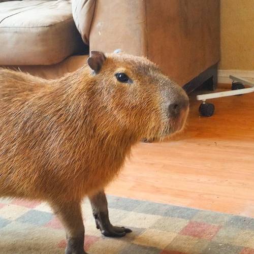joejoe-the-capybara:

#capybara