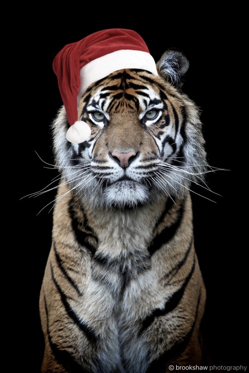 brookshawphotography:

It’s that time of year when one of my photos gets the “Santa Hat” treatment… :-)
Kirana does not look amused… :-/
Wishing you all a wonderful Christmas &amp; New Year! Thank you for all the support!
