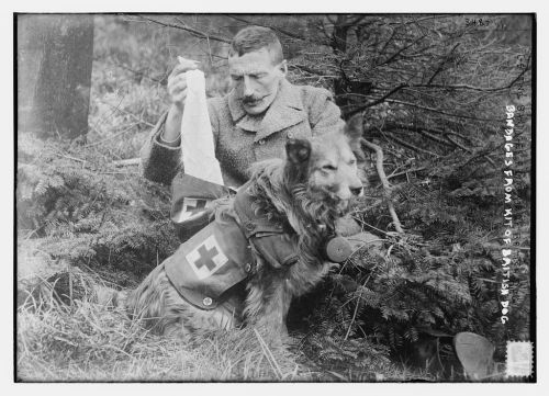 weirdvintage:

British first aid dog provides supplies for the injured during WWI, 1914-1915 (via Library of Congress)
