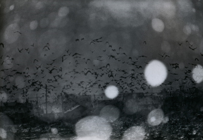 zzzze:

Masahisa Fukase, The Solitude of Ravens-Photo Book,1975-1982