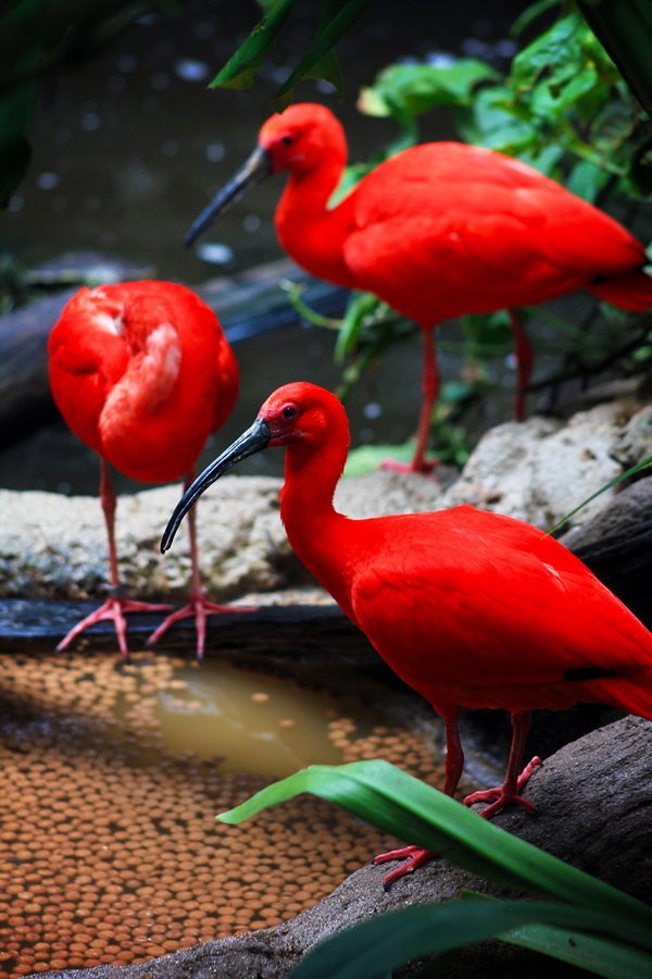 earthandanimals:

Scarlet Ibis Trio
*This is my own photography*
