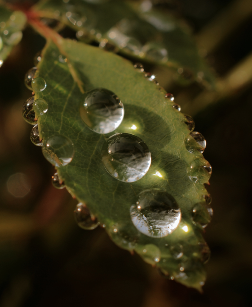 seafarers:

Morning Droplets by Steve Chilton

