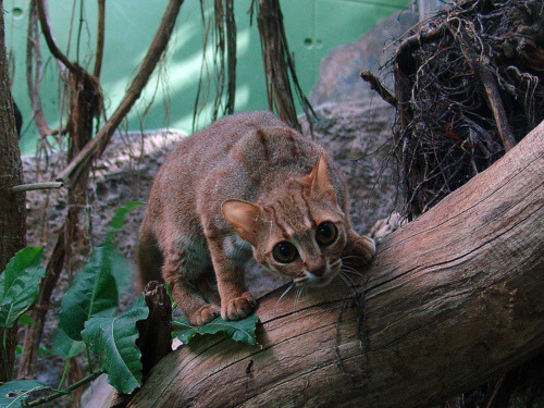 RUSTY SPOTTED CATPrionailurus rubiginosus©Joachim S. Müller
The rusty-spotted cat is nocturnal and partly arboreal,  spending the day sleeping in dense cover or shelter such as hollow  logs. It feeds mainly on rodents and birds, but may also take lizards,  frogs, or insects.  They hunt primarily on the ground, making rapid,  darting movements to  catch their prey; they apparently venture into the  trees primarily to  escape larger predators rather than for food. As  with other cats, they  mark their territory by spraying urine.
Habitat loss and the spread of cultivation are serious problems for   wildlife in both India and Sri Lanka. Although there are several records   of rusty-spotted cats from cultivated and settled areas, it is not   known to what degree cat populations are able to persist in such areas.   There have been occasional reports of rusty-spotted cat skins in trade.   In some areas, they are hunted for food or as livestock pests.
Due to their affectionate nature they are taken in as a pet.
Fact Source: http://en.wikipedia.org/wiki/Rusty-spotted_Cat
Other photos you may enjoy:
Fishing Cat
Genet
African Wildcat