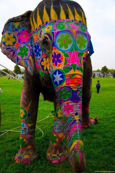 indiaperspectives:  Colorful Elephant !!