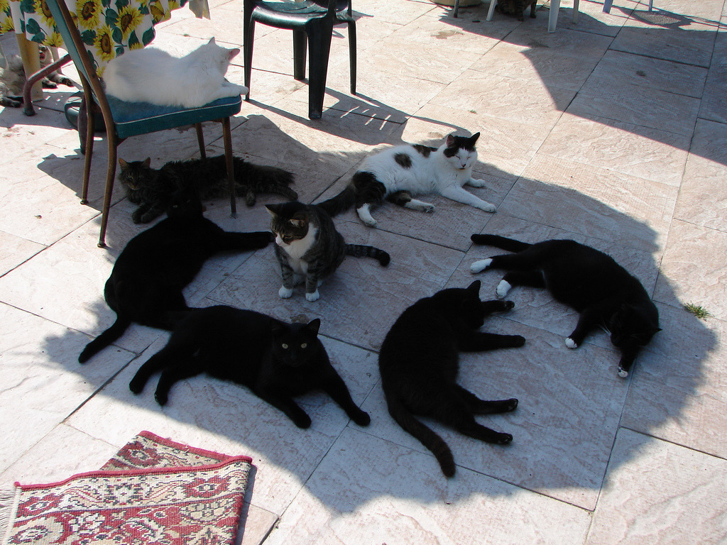 cats in shade