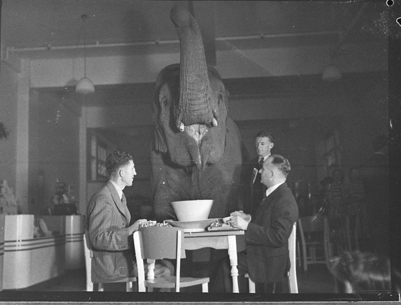 Elephant&#8217;s tea party, Robur Tea Room, 24 March 1939, by Sam Hood
