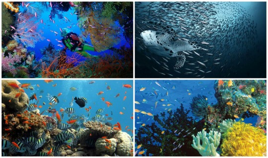 The Colourful Marine Life 