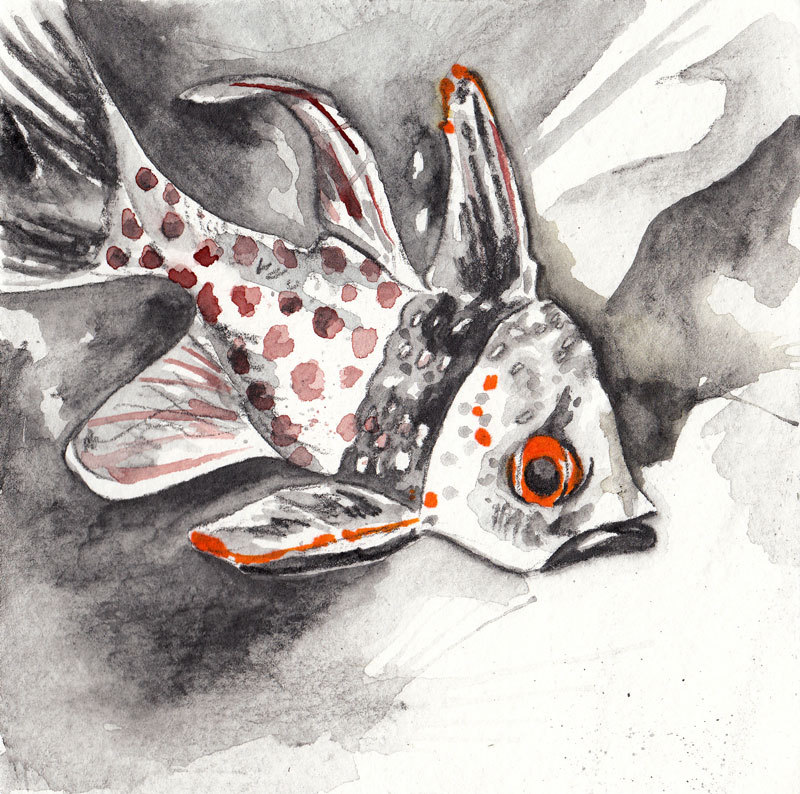jenthetracy:Used this month’s Art Snacks to draw a Pajama Cardinal Fish.I think I’m in love the General’s Sketch &amp; Wash Pencil.  ArtSnacks is like a magazine subscription but instead of a magazine you get 4 or 5 different art products to try out.Learn more about ArtSnacks here.
