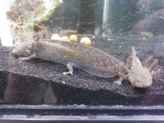 Axies At Petco Caudata Org Newts And Salamanders Portal