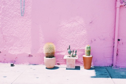 simplycostin:

street cacti