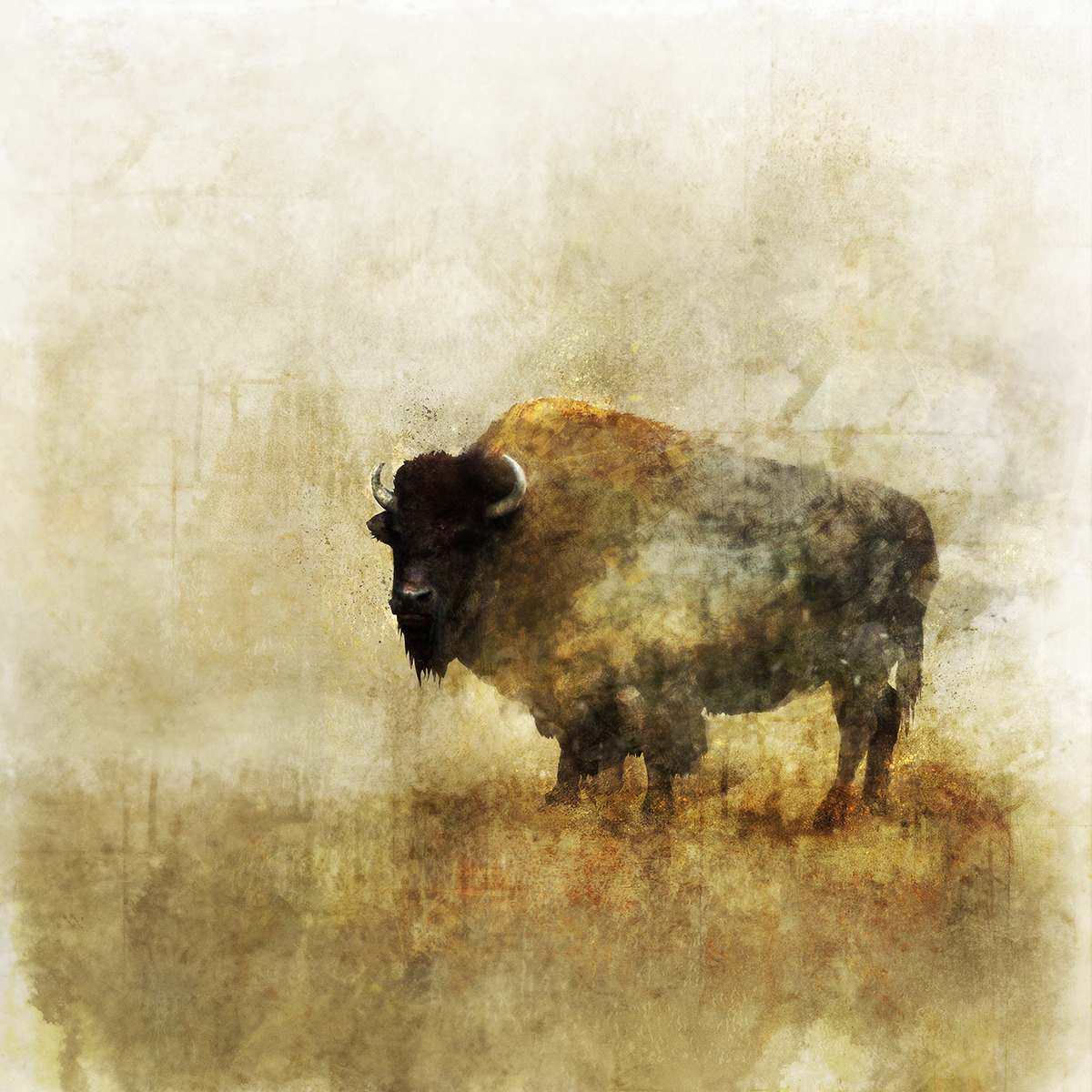 Ken RokoPeaceful Bison 02: Giclee Fine Art Print 13x19Please Check out more images from Etsy.com:https://www.etsy.com/ca/listing/123035048/peaceful-bison-02-giclee-fine-art-print?ref=shop_home_active_1 