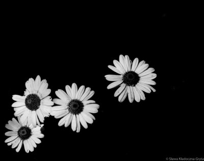 artblackwhite:

flowers by sawakadoczna-gryta black and white,flowers,nature,plants
