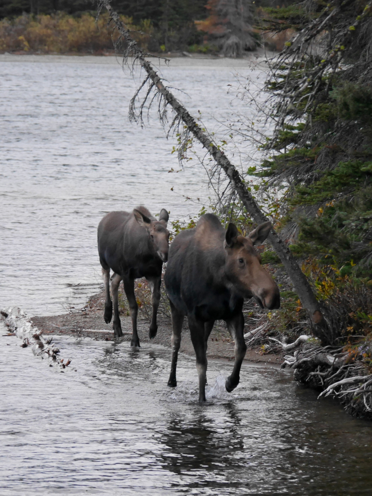 Moose cow and calf, Two Medicine, Glacier National Park, MT