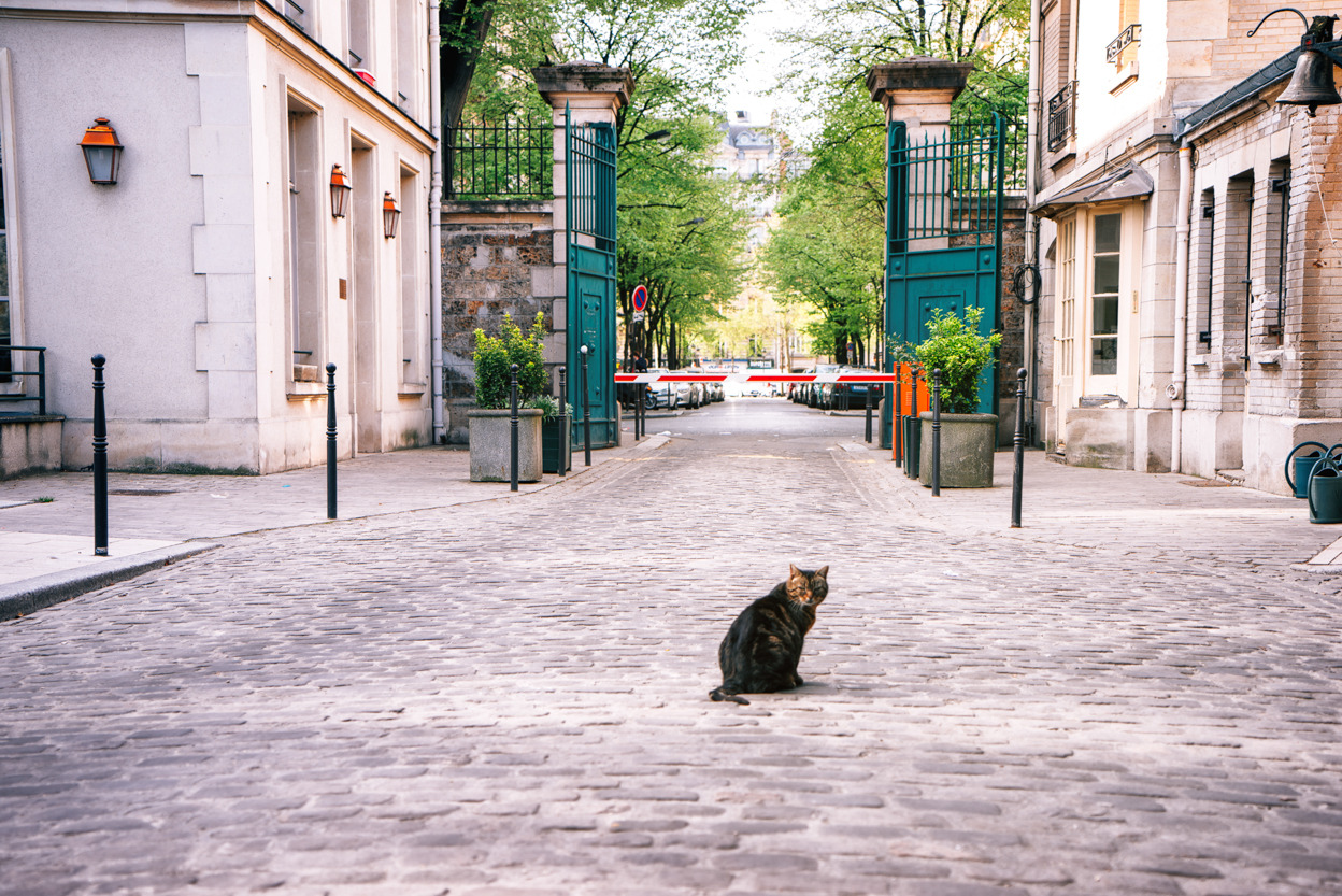 Paris - Montmartre Paris lingers long in the synapses of memory. It winds its way into dreams and into the edges of lingering conversation long after you explore its streets This is a cat on a street in Montmartre right outside of a beautiful cemetery. I took this photo on a gorgeous morning while climbing the hills the Montmartre to get to the beautiful Sacré-Cœur Basilica. — If you are in or around Toronto, Canada for the next few days, there is a huge imaging and photography show called Exposure that is happening from today to Sunday (May 23rd to the 25th). I will be speaking a few times today at the Sony booth about travel and mobile photography (this photo is included in one of my presentations!). I will be speaking about my experiences using both the QX100 and the a7R while traveling. Come and say hello if you are around! :) —- View: My portfolio, My Gear List, My NYC Blog, On G+,email me, or ask for help.