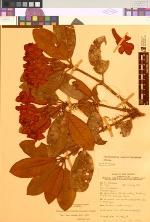 A plant specimen collected by CSIRO in PNG in 1961. Photo Source: The Canberra Times