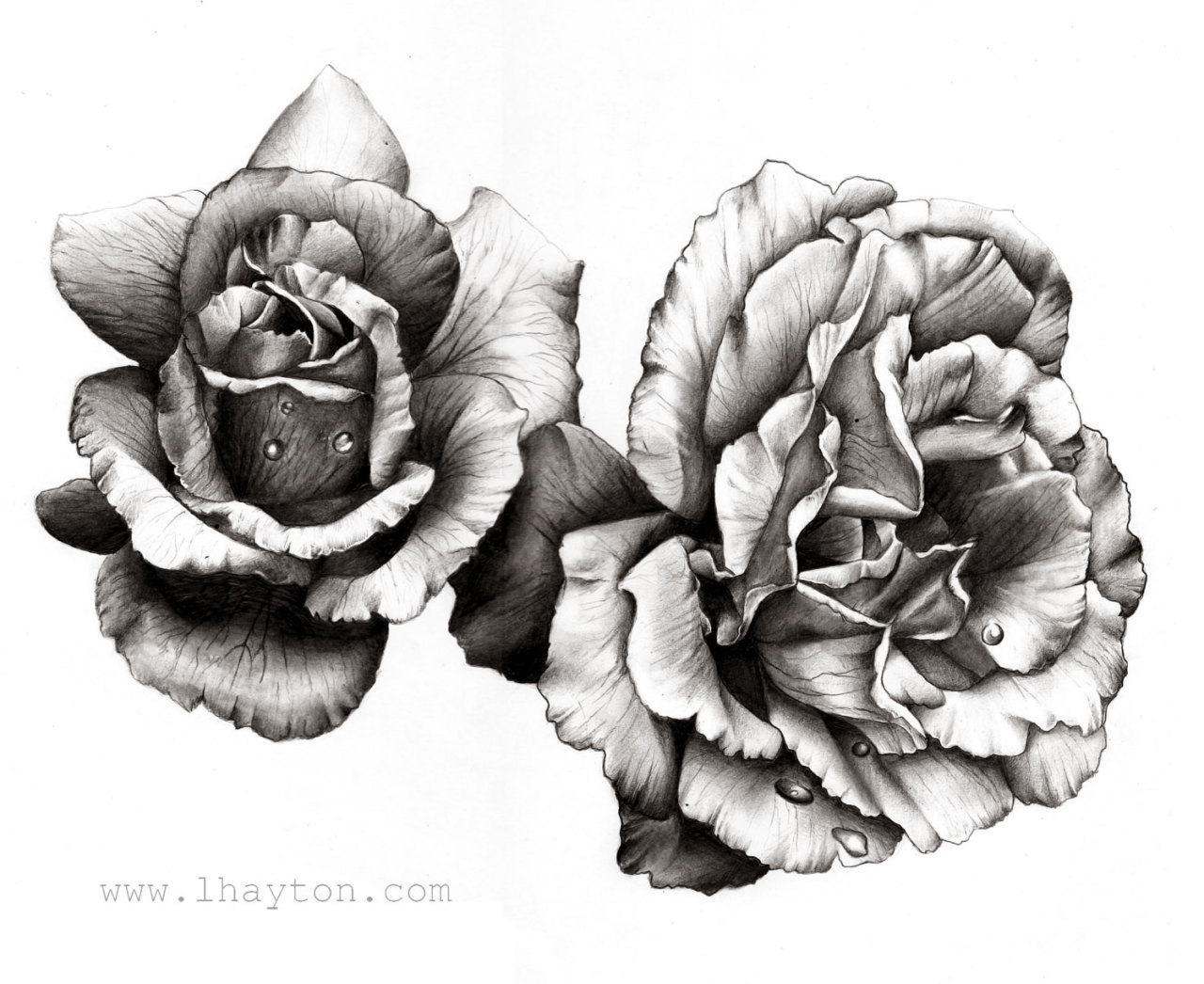 Pencil study of some roses, reference image was found on tumblr and can be found on my page. The original of this drawing is a3 and took approximatley 15 hours. Please click through for my art blog,Thanks for looking :)