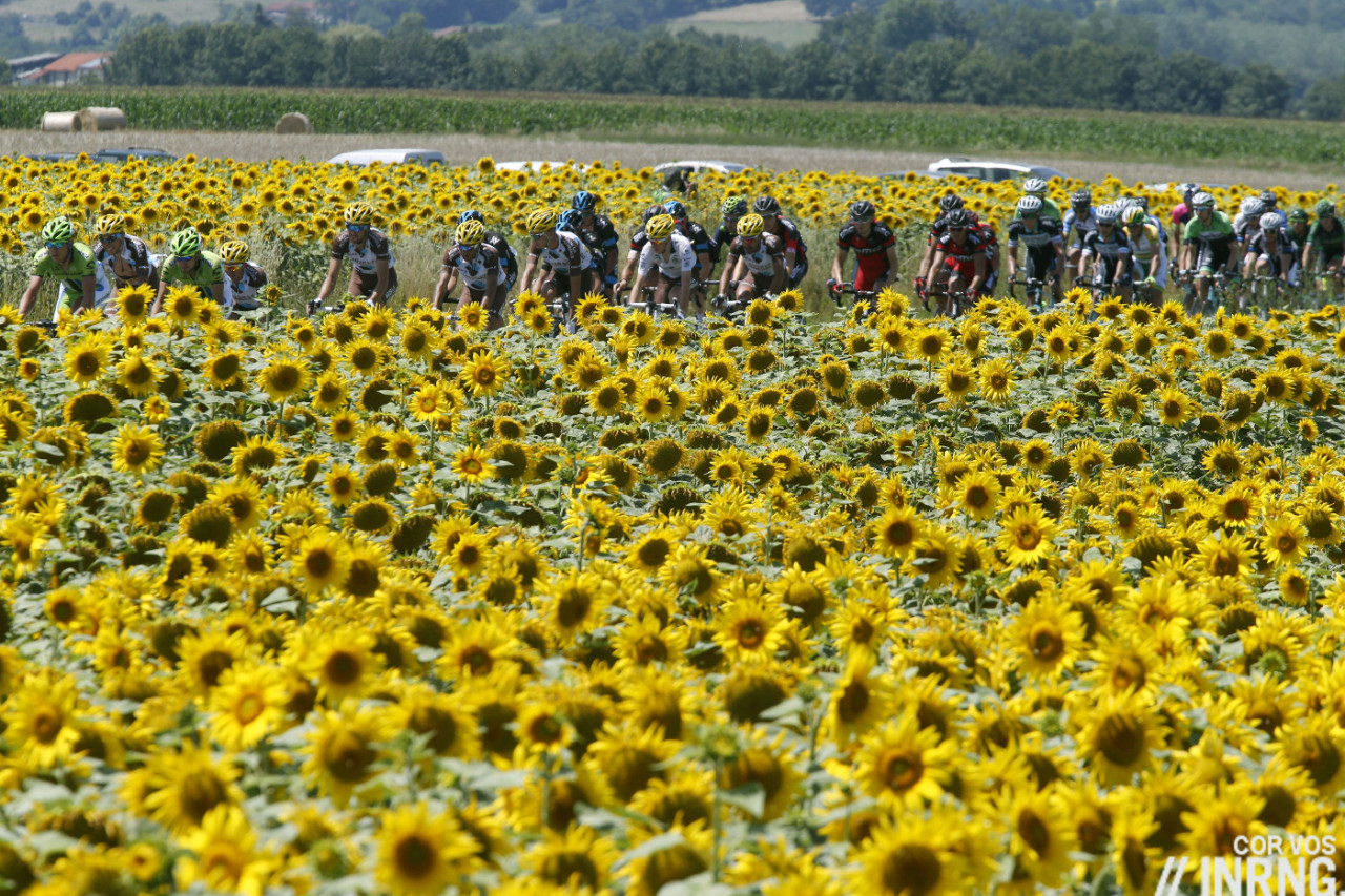 Tour de France sunflowers